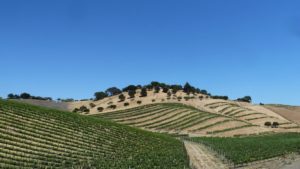 wine country 1