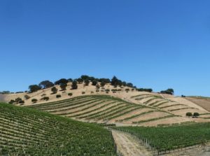 wine country3
